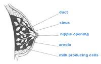 Breastfeeding diagram